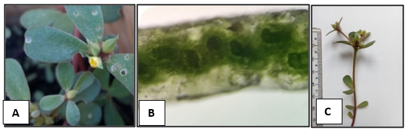 P. oleracea A. Floral appearance B. Leaf vascular bundle arrangement C. Leaf appearance