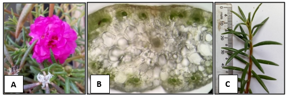 P. grandiflora A. Floral appearance B. Leaf vascular bundle arrangement C. Leaf appearance