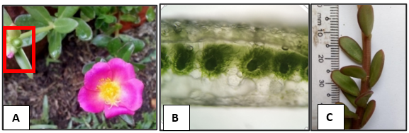 P. umbraticola. A. Floral appearance shows the wing around the dehiscence line of the capsule. B. Leaf vascular bundle arrangement C. Leaf appearance