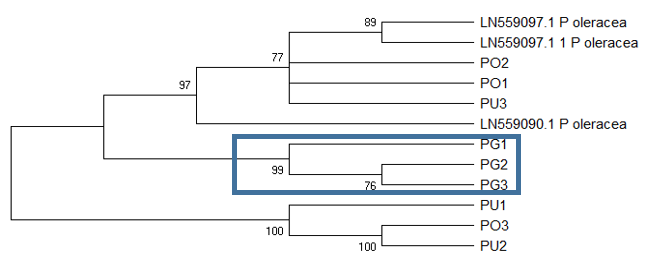Maximum likelihood tree generated using trnL-F sequences inferred by using the Tamura 3-parameter model (Tamura, 1992), with a discrete Gamma distribution. Bootstrap values are shown next to the branches. PO, PG and PU represent P. oleracea, P. grandiflora, and P. umbraticola, respectively