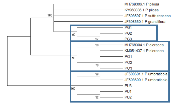 The Maximum likelihood tree based on ITS1 sequences inferred using the Tamura 3-parameter model (Tamura, 1992) with discrete Gamma distribution and some invariable sites. Bootstrap support is shown next to the branches. PO, PG, and PU represent P. oleracea, P. grandiflora, and P. umbraticola