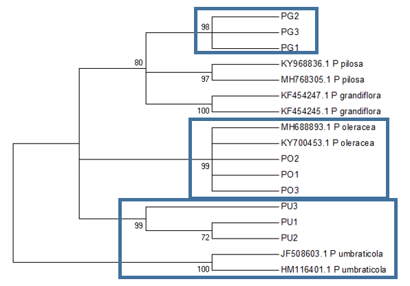 The Maximum likelihood tree based on ITS2 sequences inferred using Hasegawa-Kishino-Yano model (Hasegawa et al., 1985). Bootstrap support is shown next to the branches. PO, PG, and PU represent P. oleracea, P. grandiflora, and P. umbraticola, respectively