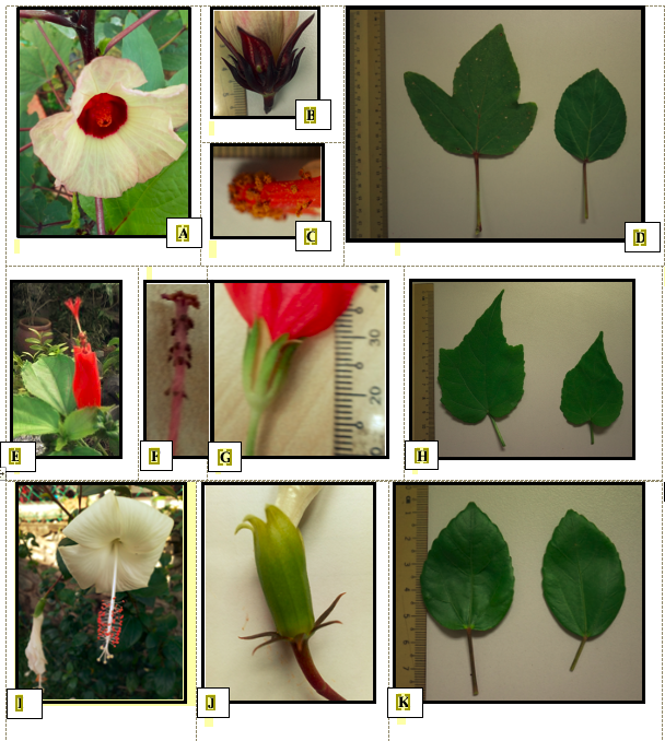 Hibiscus sabdariffa A. Floral morphology B. Epicalyx and calyx C. Staminal column D. Leaf morphology; Malvaviscus arboreus E. Floral morphology F. Staminal column G. Epicalyx and calyx H. Leaf; H. rosa-sinensis I. Floral morphology including staminal column J. Epicalyx and calyx K. Leaf morphology