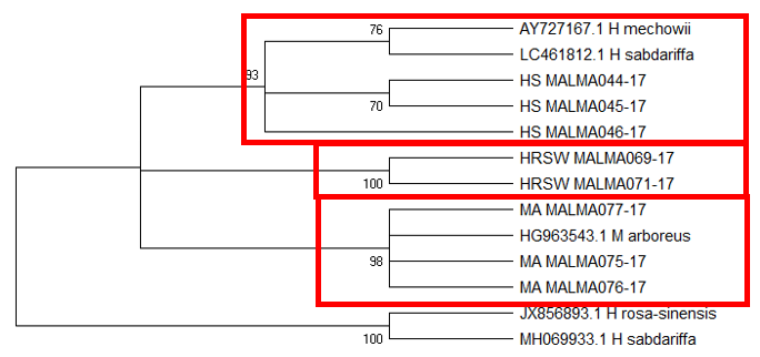 Maximum Likelihood Tree based on trnH-psbA inferred by using the Tamura 3-parameter model (Tamura, 1992). Bootstrap support is shown next to the branches. HRS-W is Hibiscus rosa-sinensis, HS is Hibiscus sabdariffa, and MA is Malvaviscus arboreus