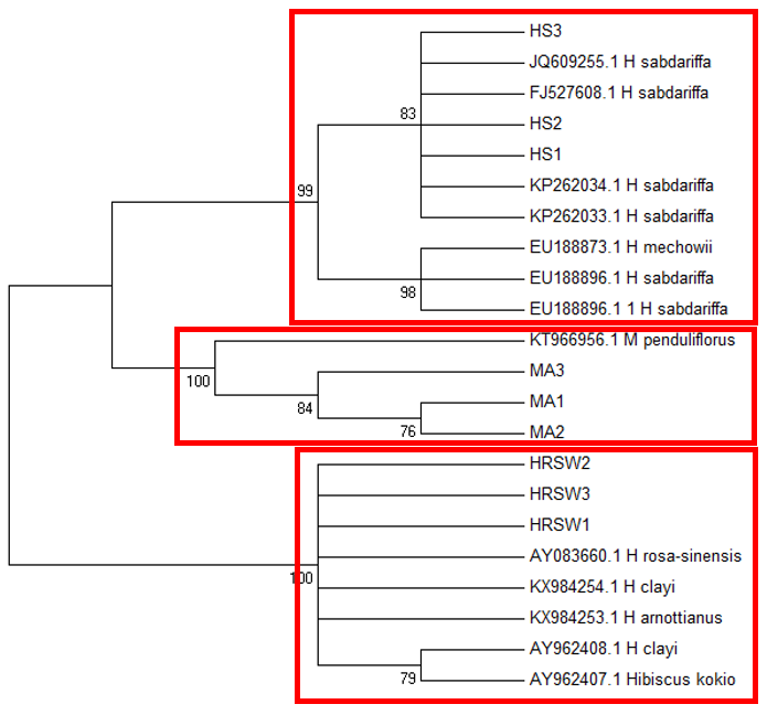Maximum-Likelihood Tree based on ITS1sequences using the Jukes-Cantor model (Jukes, & Cantor, 1969) with a discrete Gamma distribution and invariable sites. Bootstrap support is shown next to the branches. HRS-W is Hibiscus rosa-sinensis, HS is Hibiscus sabdariffa, and MA is Malvaviscus arboreus