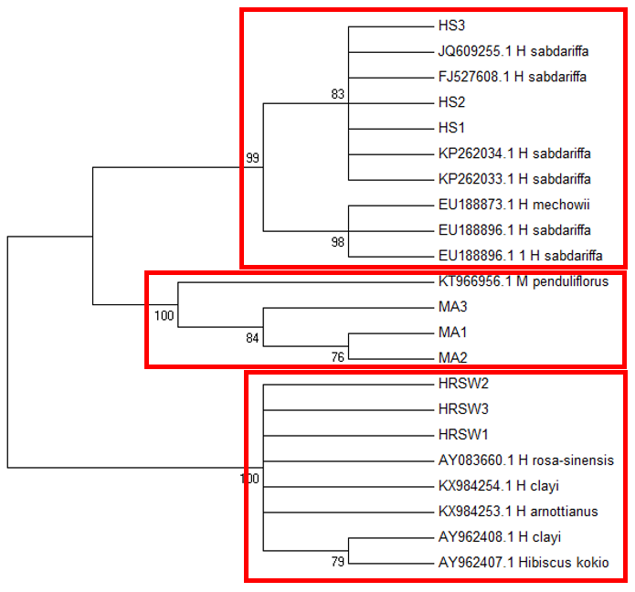 Maximum-Likelihood Tree based on ITS1sequences using the Jukes-Cantor model (Jukes, & Cantor, 1969) with a discrete Gamma distribution and invariable sites. Bootstrap support is shown next to the branches. HRS-W is Hibiscus rosa-sinensis, HS is Hibiscus sabdariffa, and MA is Malvaviscus arboreus 