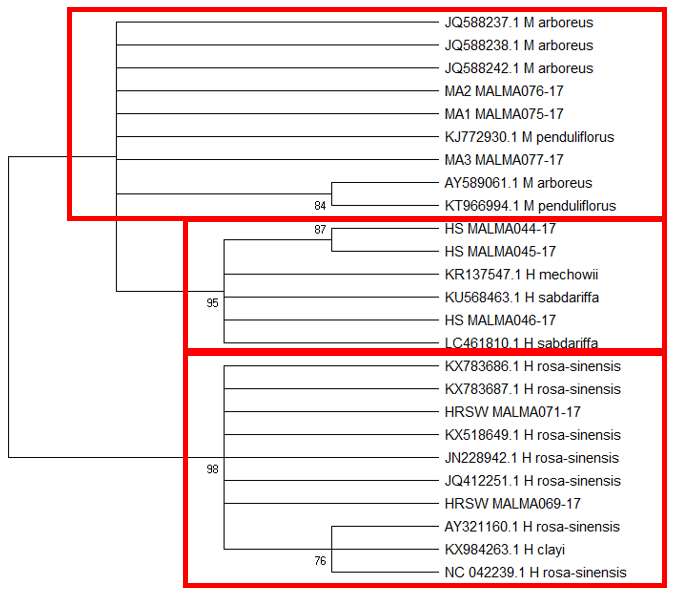 The Maximum Likelihood Tree based on matK sequences inferred using the and Tamura 3-parameter model (Tamura, 1992) using a discrete Gamma distribution (4 categories) and allowing for some sites to be evolutionarily invariable. Bootstrap support is shown next to the branches. HRS-W is Hibiscus rosa-sinensis, HS is Hibiscus sabdariffa and MA is Malvaviscus arboreus