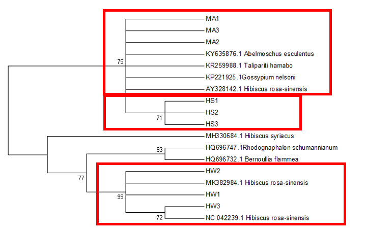 Maximum Likelihood Tree based on trnL-F sequences inferred using the Tamura 3-parameter model (Tamura, 1992) using a discrete Gamma distribution (4 categories) and allowing for some sites to be evolutionarily invariable. Bootstrap support is shown next to the branches. HRS-W is Hibiscus rosa-sinensis, HS is Hibiscus sabdariffa, and MA is Malvaviscus arboreus