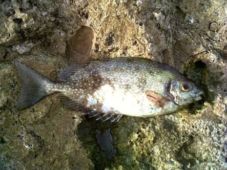 Kuyog or Rabbit fish (Siganus canaliculatus)