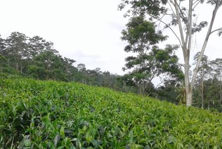 Albizzia chinensis tree. Source: Wilhena tea factory, September 1, 2017