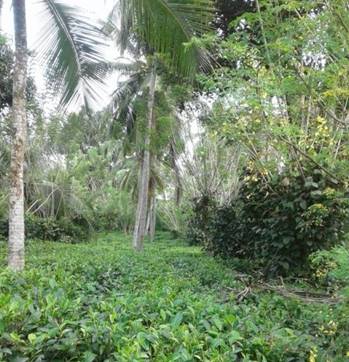 Coconut and Pepper crops. Source: Field observation, December 13, 2017 (Sample number 10)