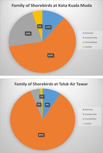 Family of shorebirds at Kuala Muda and Teluk Air Tawar