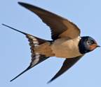 Swallow