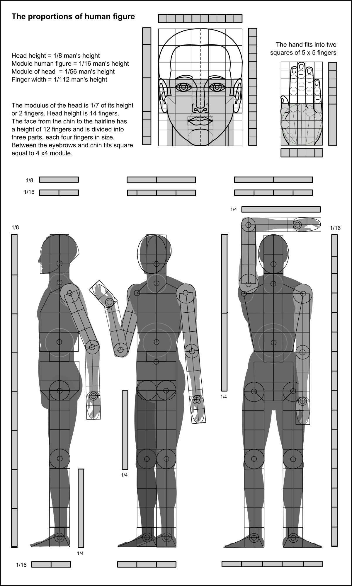 Diagram of a human figure proportions the centers of rotation of the joints and the general module for the head, wrist and the figure as a whole were found