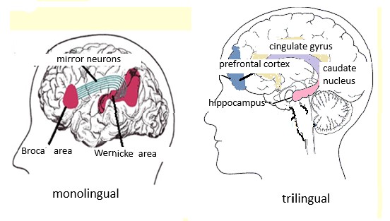 Operands of speech-thinking activity of monolinguals and trilinguals