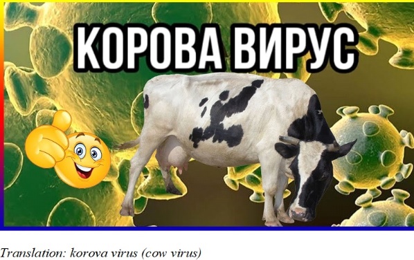 The paronymic attraction corona – korova (cow)