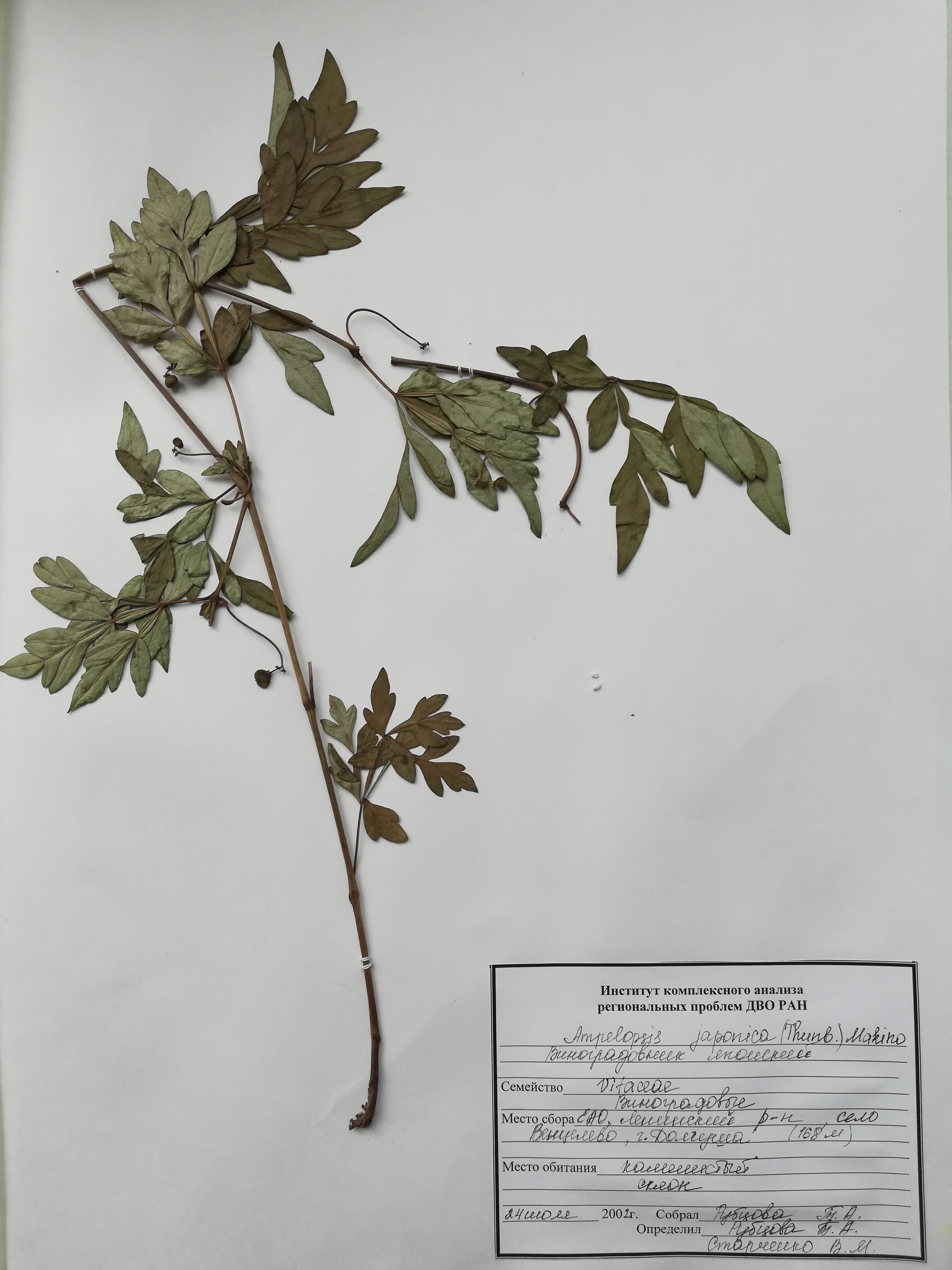 Herbarium specimen of Ampelopsis japonica.