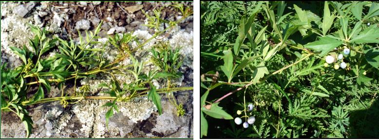 Ampelopsis japonica on the Mount Dolgusha. On the left - with flowers. On the right - with fruits 