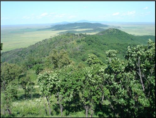 The Ridge Ostryak. 