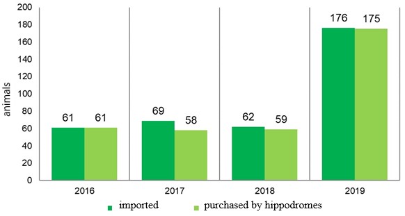 Dynamics of imports of young horses to the Russian Federation