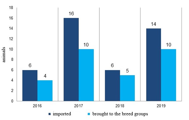  Dynamics of the number of stallions imported to the Russian Federation