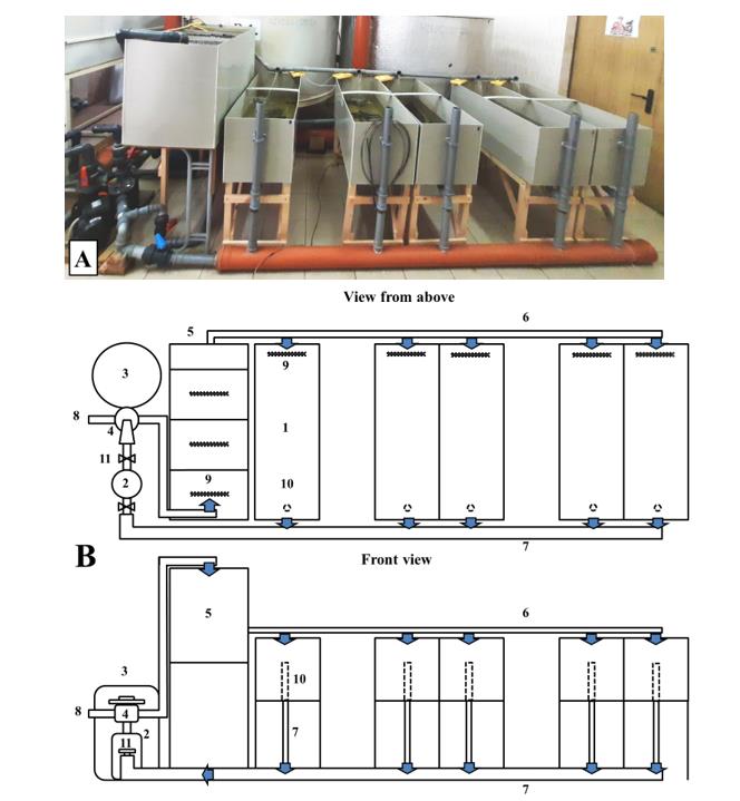 General view (A) and plan-diagram (B) of the experimental recirculation module for rearing larvae and juvenile carp. 1 - growing trays; 2 - pump; 3 - mechanical filter; 4 - selector valve; 5 - biological filter; 6 - water supply pipeline; 7 - spillway pipeline; 8 - sewer drain; 9 - air diffusers; 10 - filter cup; 11 - crane