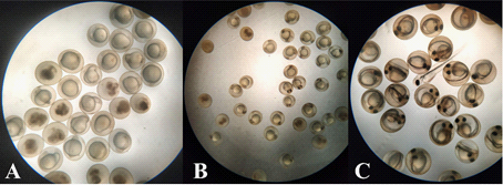Embryo Cyprinus carpio after fertilization of eggs. A - 18 hours; B - 33 h, C - 52 h. 