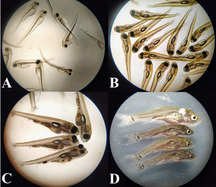 Prelarva and larva of Cyprinus carpio in different periods of the experiment. A - free embryo after hatching; B - transition to exogenous nutrition; B - the period of active exogenous nutrition; D - at the end of the experiment