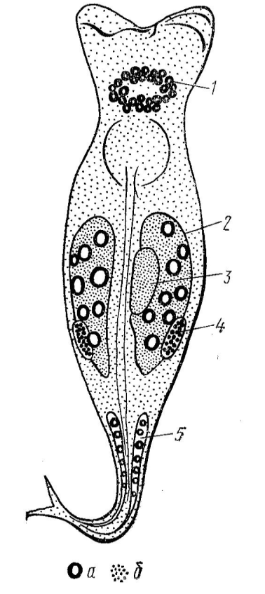 Distribution of DNA (a) and RNA (b) in the cells of various organs of the rotifer: 1 - cerebral ganglion, 2 - vitelline, 3 - growing oocyte, 4 - ovary, 5 - leg glands