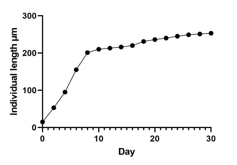 Increase in body length of the rotifer Philodina roseola during its life cycle