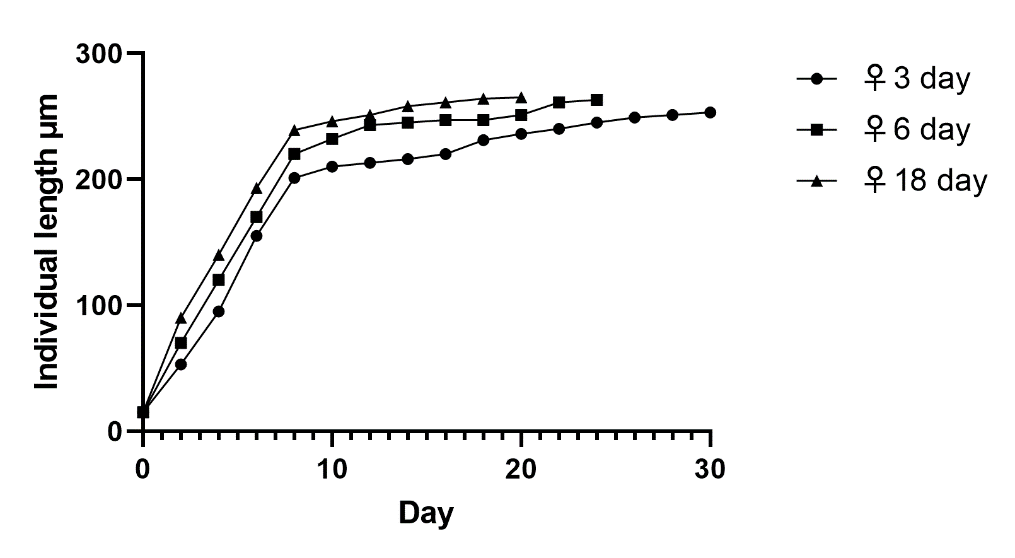 Influence of mother's age in rotifers Philodina roseola on growth, aging and life expectancy in offspring (the legend gives the age of mothers from which offspring are obtained: upper line 18 days; middle 10 days; lower offspring from 6 day old female)