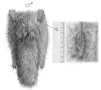 The schematic location of the inguinal gland on the sable body: on the left – the reduced
carcass size of a sable, on the right – the increased fragment from the side of core (the
inner skin), the shrunken thickenings – the picture of the inguinal gland in a state of
rest(Artist: A. Ryzhkova)