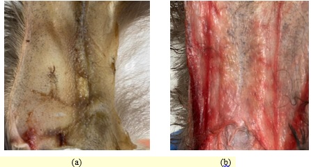 (a) & (b) The photographs of the inguinal glands on the back of the pelts: the left
photo (a) – the female pelt, the right photo (b) – the male pelt