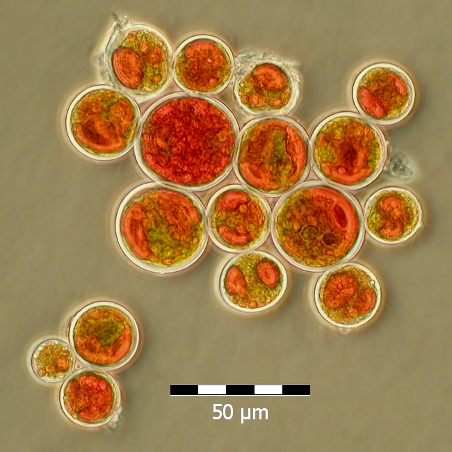 Haematococcus pluvalis