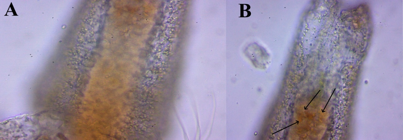 Artemia enriched with the culture of H. Pluvialis, in image B the arrows show the transition of the microalga to the red phase