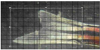 Grid for calculating the area of regeneration of the upper lobe in relation to the area of the lower lobe of the zebrafish caudal fin