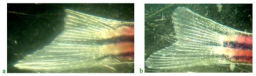 Regeneration of the upper caudal fin blade on days 3 (a) and (9) (control). 