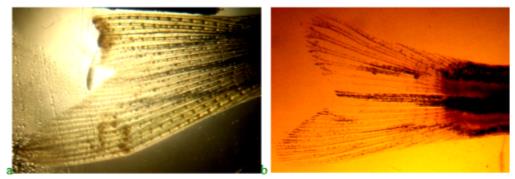 Regeneration of the severed part of the caudal fin in zebrafish fed with the product "Chigyany ROZ" on the 3rd and 9th days of the experiment. The regeneration is almost complete