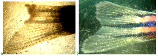 Regeneration of the upper lobe of the caudal fin in fish in a potassium dichromate solution with a concentration of 0.5 mg / l: a-Day 3; b-day 9 of the experiment (food without the addition of "Chigany ROZ"). Regeneration is only 24% complete