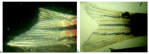 Regeneration of the zebrafish caudal fin blade when exposed to potassium dichromate and when feeding fish with the addition of Danio rerio product. Regeneration occurred in 9 days by 55 %