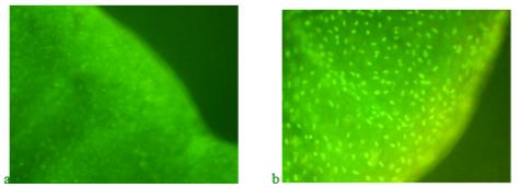 Distribution of nucleic acids in the marginal blastema of the upper regenerating blade of the caudal fin without the use of "Chig-ROZ": a - on the third day of regeneration; b-on the 9th day of regeneration 