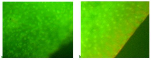 Distribution of nucleic acids in the edge of the zebrafish regenerating fin blastema after combined exposure to potassium dichromate and fish consumption of feed with the product "Chigyany ROZ": a – three days after the start of the experiment; b – 9 days after the start of the experiment