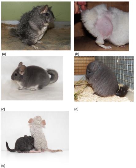 Some type of Chinchilla wool. (a) Shedding chinchilla; (b) Collect the fluff of the chinchilla using its "shoot" hair; (c) Chinchilla violet color; (d) Chinchilla with elongated fur - angora. Curly chinchillas, cubs