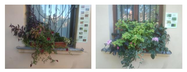 Examples of balcony boxes with information on BALKONIA project
