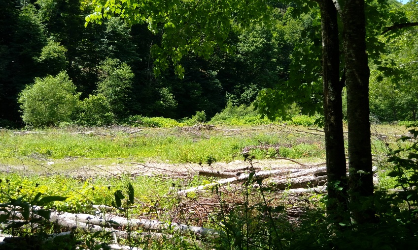 Tree trunks in the water meadow of Iara River (photo by
        C.-D. Ursu, 2019)