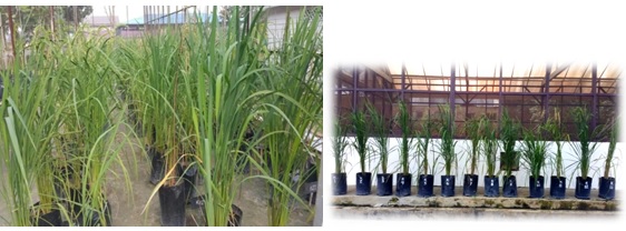 The raising of 14 cultivars of Upland Red Rice North Sumatra