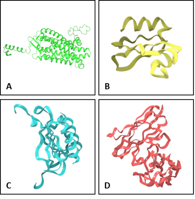 T3D modelling of biomolecules (A. CXCR2 receptor, B. CXCL8 monomer
       [5WDZ], C. dimer [1IL8] and D. HY29-1 scFv antibody)