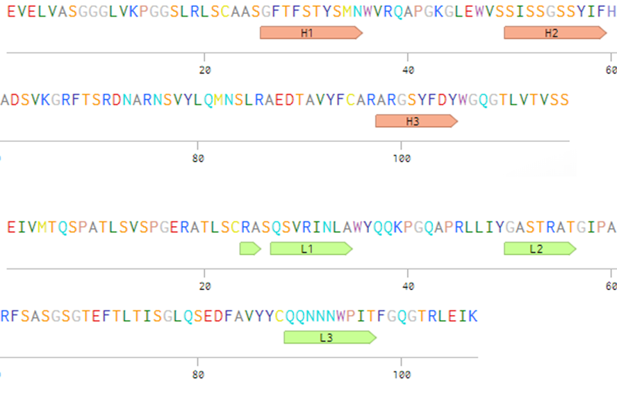 HY29-1 CDR residue (red: heavy chain & green: light chain; sequence annotated based on
      Enchanced Chothia numbering scheme)