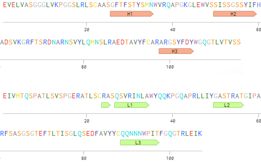 HY29-1 CDR residue (red: heavy chain & green: light chain; sequence annotated based on
      Enchanced Chothia numbering scheme)