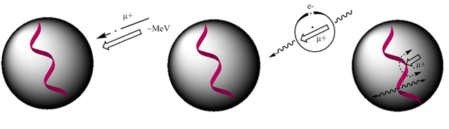 Schematic of
						 µSR experimental technique
					